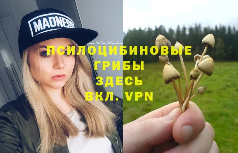 наркошоп  Кинель  Галлюциногенные грибы Psilocybe 